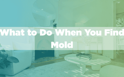 What to Do When You Find Mold: Why Panic Isn’t the Answer (and Remediation Is)