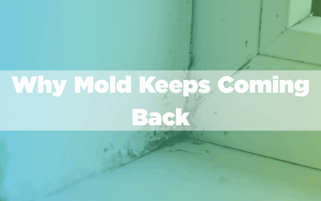 Why Mold Keeps Coming Back (And How to Actually Fix It)