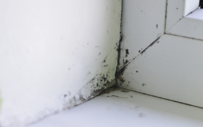 Why Mold Keeps Coming Back (And How to Actually Fix It)