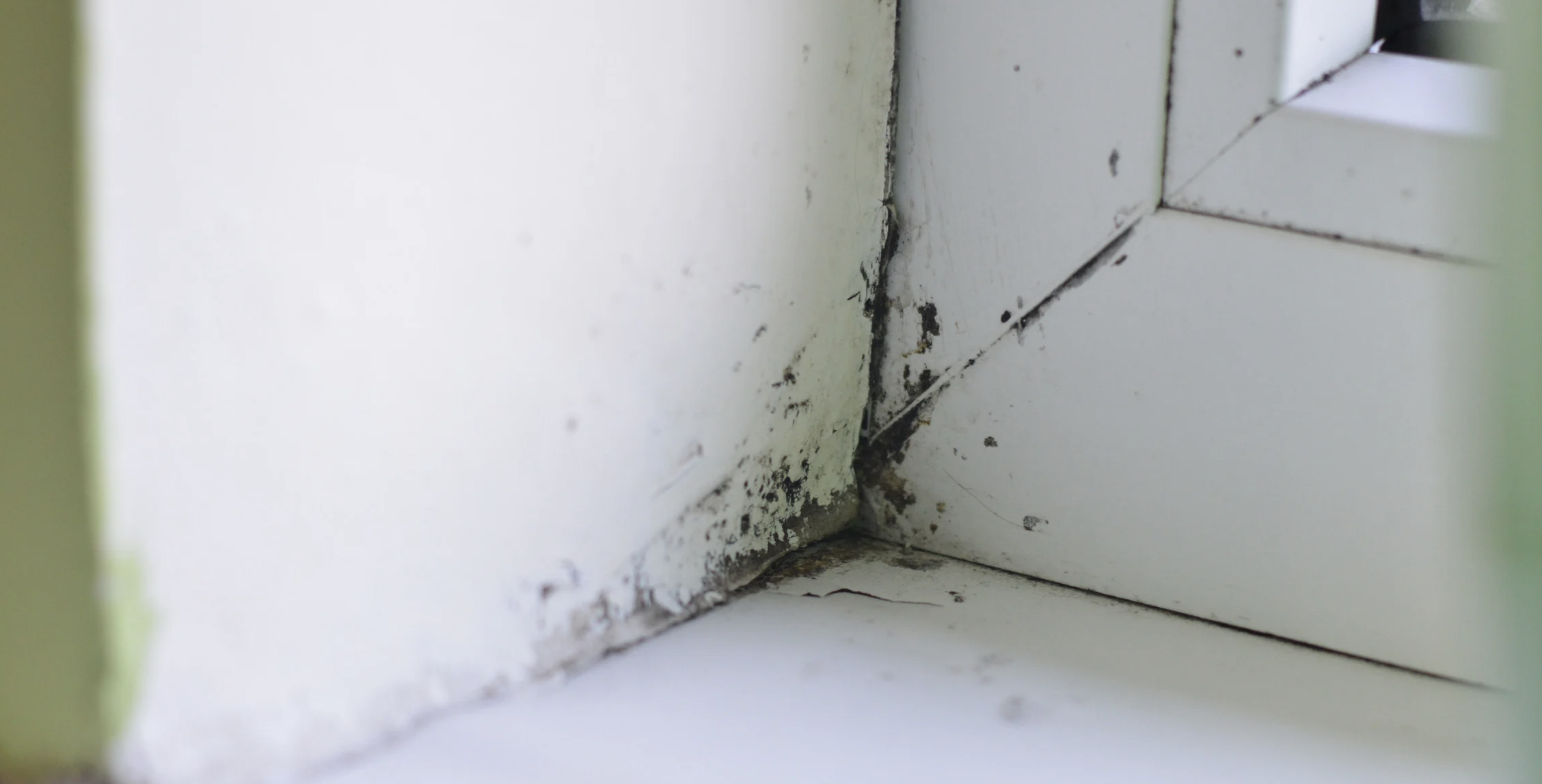 mold