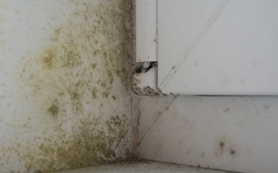 What Causes Mold in a House: Indoor Mold Causes Explained