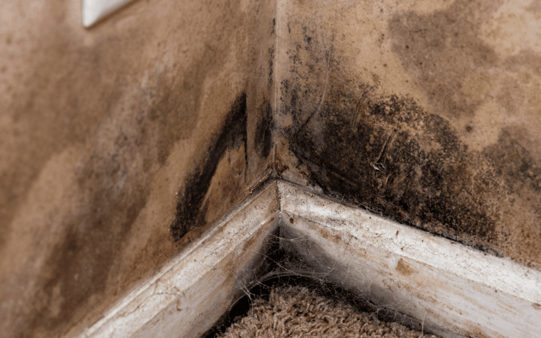 Is Black Mold More Common in the Summer?