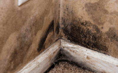 Is Black Mold More Common in the Summer?