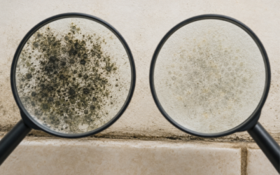 Black Mold vs. Mildew: What’s the Difference, and When Is Removal Needed?