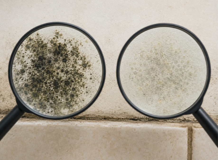 Black Mold vs. Mildew: What’s the Difference, and When Is Removal Needed?