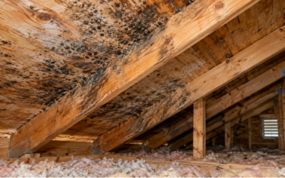 Attic Mold Removal: Signs, Causes, Treatment & Prevention