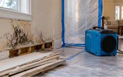 Mold Remediation Cost: Pricing by Area, Material, and Project Size
